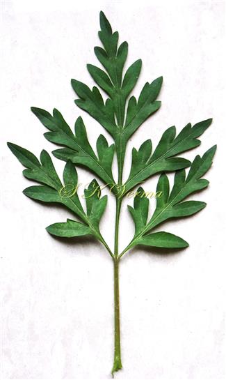  Leaf (Adaxial view)